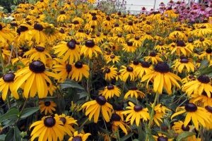 Rudbeckia 'Early Bird Gold' 